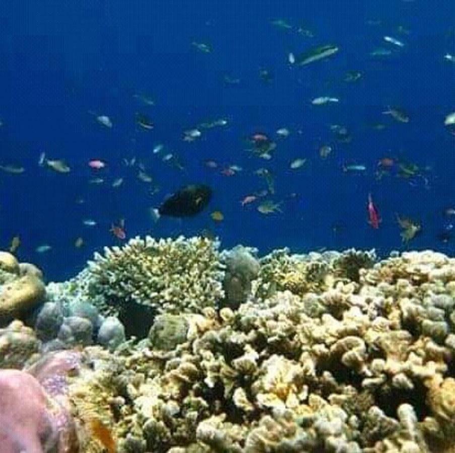 Taman Menjangan Homestay By Snorkelingmenjangan Banyuwedang Exterior foto